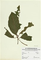 藏品(稜果榕)的圖片